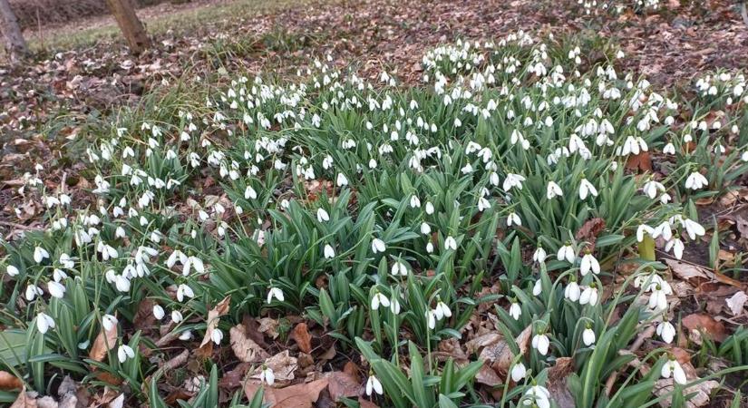 Hóvirág: ezeken a helyen érdemes keresned