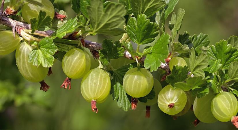 Köszméte a kertben – egres, piszke, pöszméte