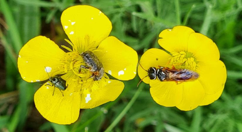 Selymes boglárka, a rovarok nagy kedvence