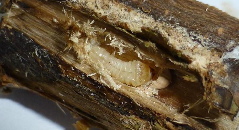 Potyautas károsítók miatt szigorítanak az ellenőrzéseken