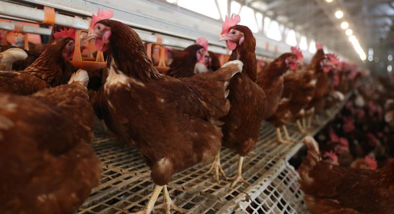 Durvul a járvány, több mint 13 ezer baromfit kell levágni Bács-Kiskun vármegyében