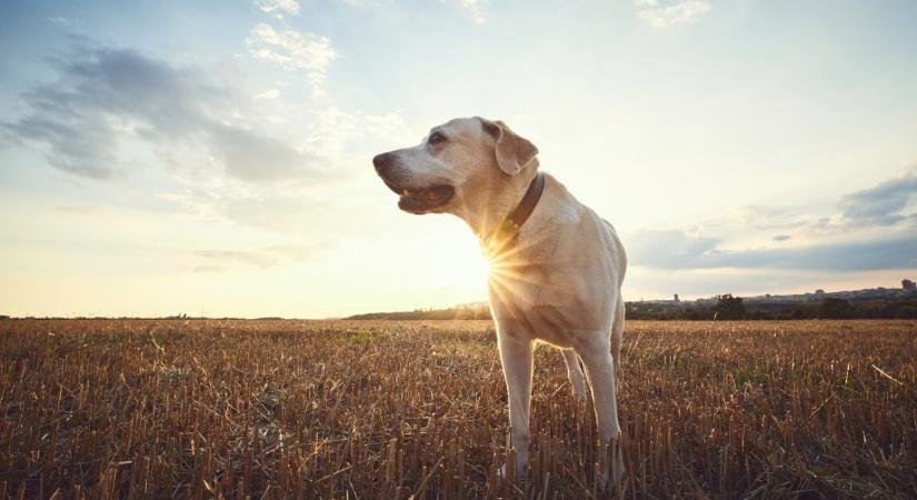 Egészen hihetetlen, mit élt túl ez a 16 éves labrador keverék