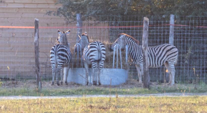 Pizsi, Pulcsi és a többiek... – nevük is van a hatvanpusztai zebráknak