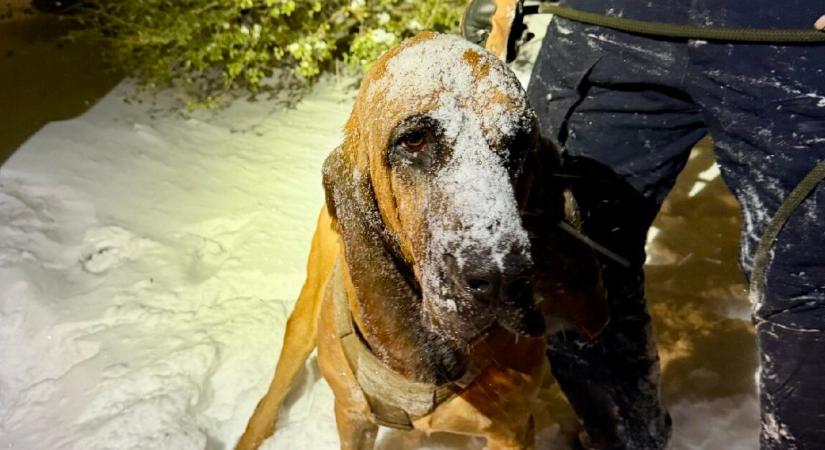 Életveszélyes hidegben tűnt el a 13 éves fiú – egy rendőrkutya talált rá