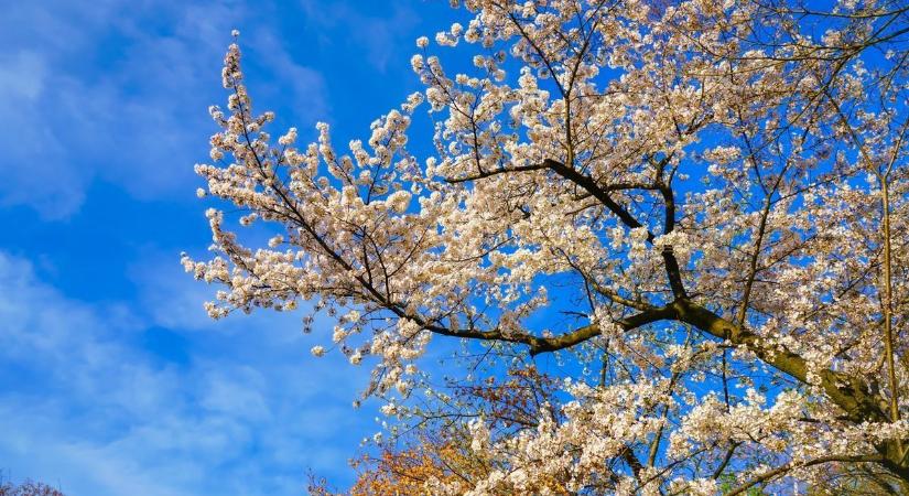 Berobban a tavasz! Elő a kiránduló ruhákkal! – ilyen idő vár ránk Tolnában