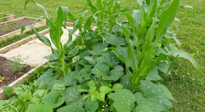 Két növény, dupla termés – ezek a párosítások varázsolnak a kertedben!