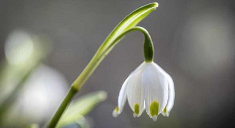 Időjárás: lassul a tavasz, de már csak hajnalban lesz fagy