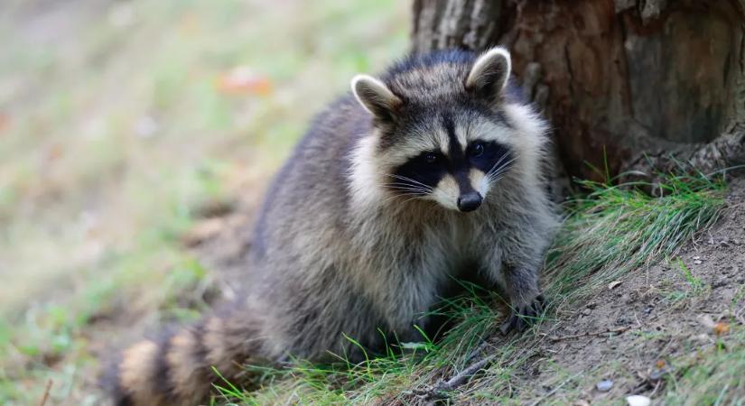 A mosómedve nem játék!