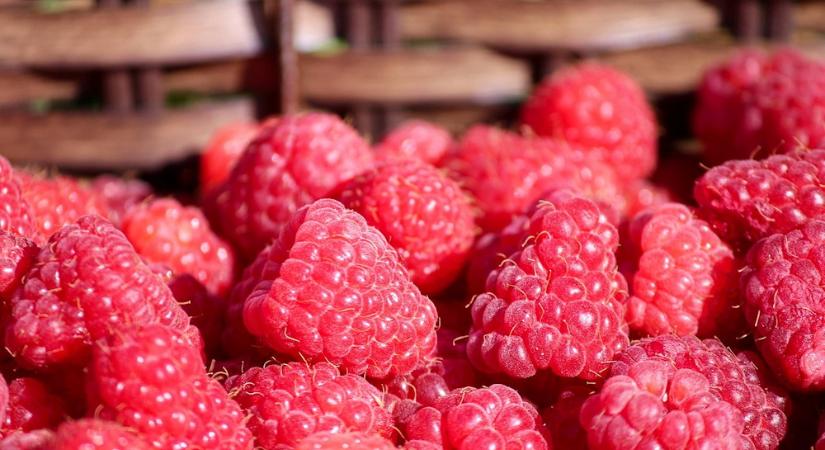 Málna a kertben – miért hálás, és mikor igényel több törődést