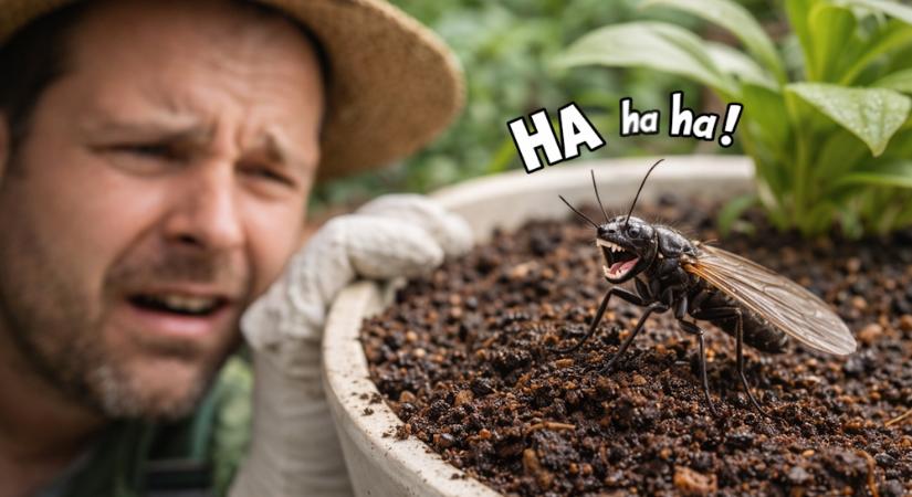 Mi fene az a tőzeglégy – és miért pont nálad van a buli?