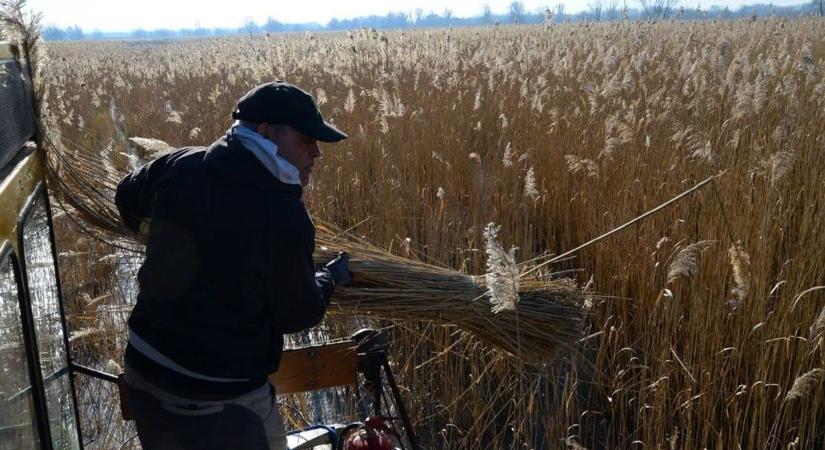 Idén nyáron már nem a nádasok uralják a strandokat: változás jön a Balaton partján