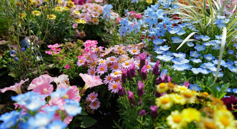 10 szerencsét hozó virág a kertedbe, amiket tavasszal is ültethetsz