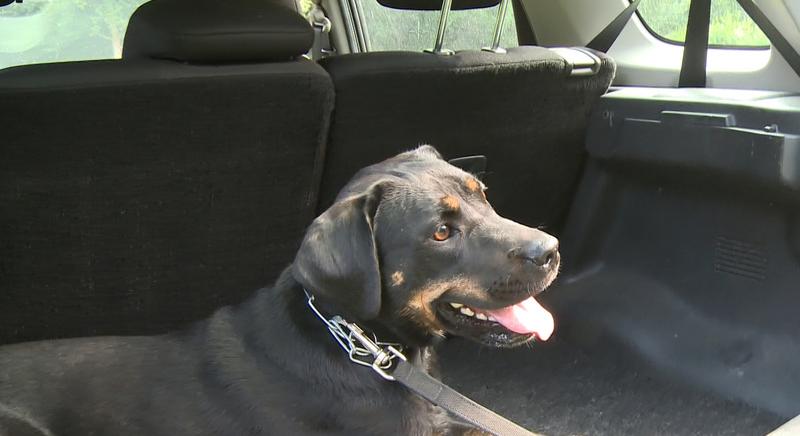 Kutyavásárt hirdet a NAV