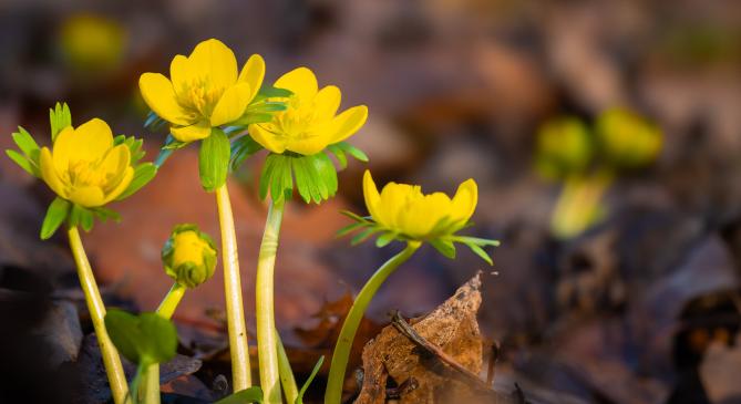 A hóvirág után feltűnt a tavasz másik hírnöke, a téltemető is