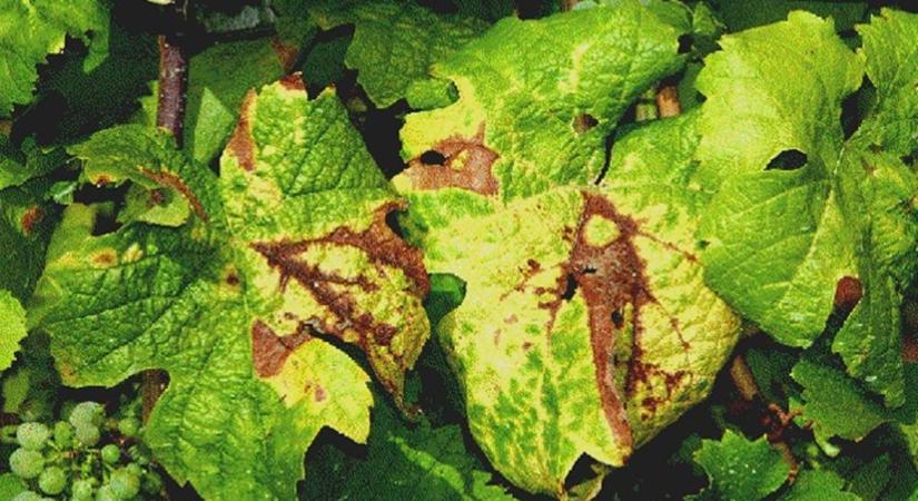 Új szemlélet, másfajta védekezés szükséges - Veszélyes kórokozó a szőlőben – az aranyszínű sárgaságot okozó fitoplazma