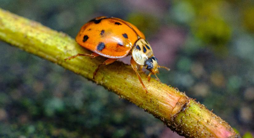 Halálra éhezteti az őshonos katicabogarat