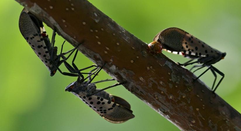 A pöttyös lámpahordó kabóca igazi városi túlélővé vált, és ennek még komoly ára lehet