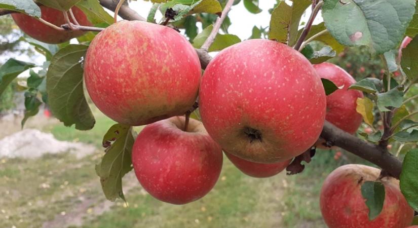 Mennyi növényvédő szer maradék van valójában a biotermékekben? Íme a szakértők állásfoglalása