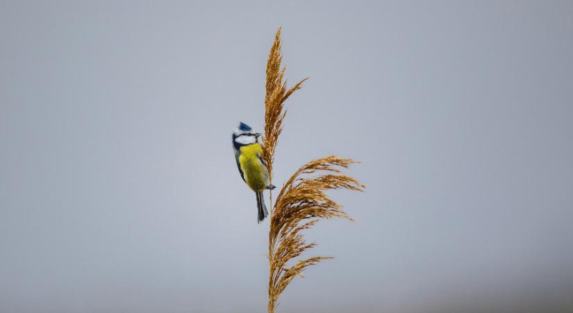 Eső, hó és némi napsütés is jut a hétvégére