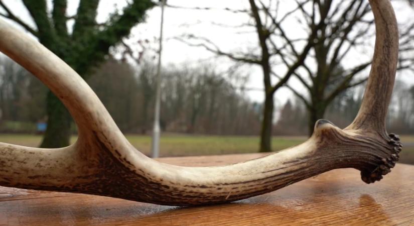 Illegális agancsgyűjtés: zavarás, károk és balesetveszély