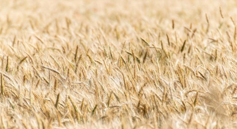 Kicsit hátrébb léptek az élelmiszerárak