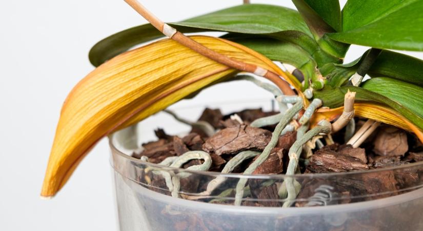 Ez a teendő, ha sárgul az orchidea levele