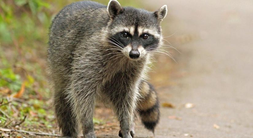 Ezért veszélyesek a Magyarországon terjedő mosómedvék