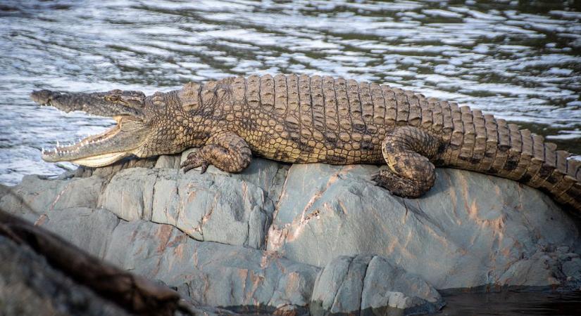 Elefántcsorda elől menekülve egy patakba ugrott, ahol megölte egy krokodil