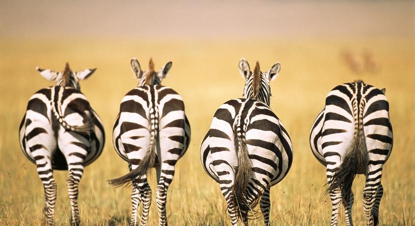 Hadházy megtudta a hatvanpusztai zebrák neveit, de nem tudni a hogylétükről