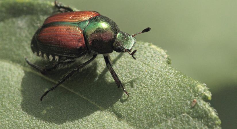 Bármikor bejuthat a károsító Magyarországra is: ha látod, azonnal jelenteni kell