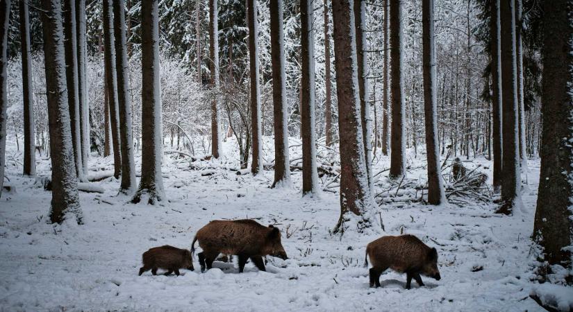 Hargita megye: vaddisznóban mutatták ki az afrikai sertéspestist