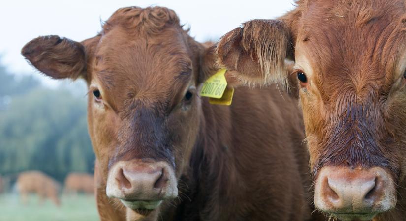 Figyelem, aki kérődzőt tart, annak szüksége lehet erre a dokumentumra