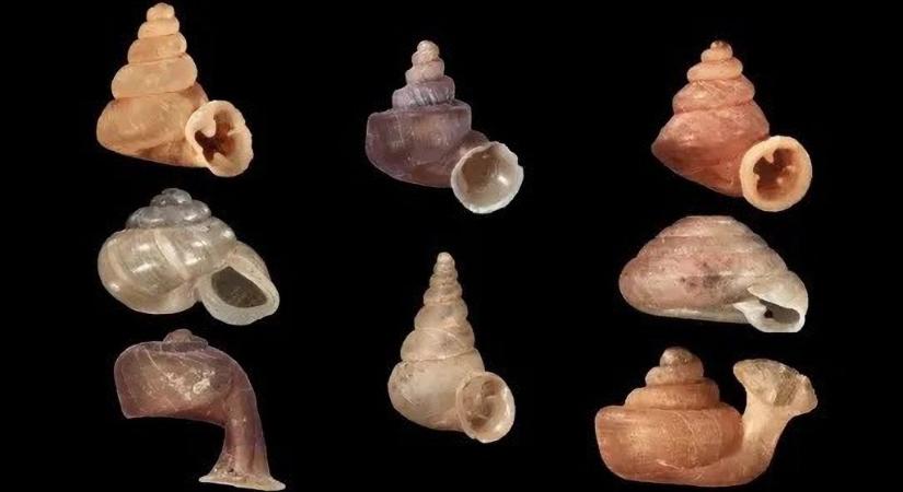 90 új állatfajt fedeztek fel magyar kutatók