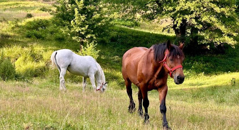 Személyiségteszt: merre megy a ló ön szerint? Ezt árulja el a gondolkodásáról a válasza
