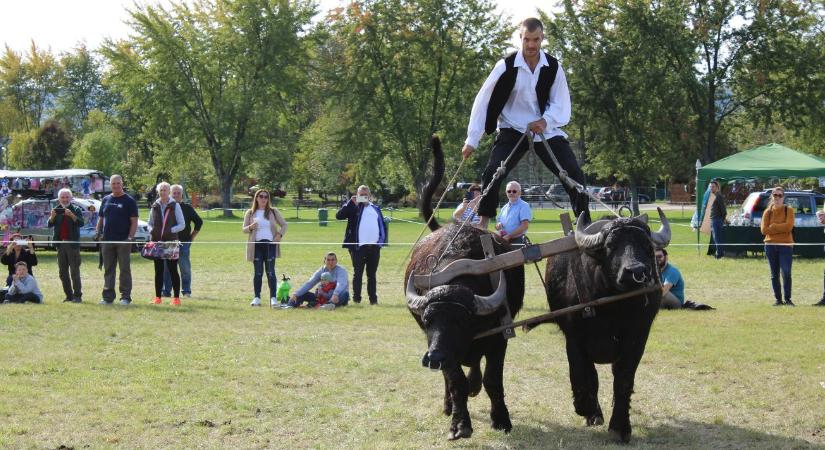 Bivalyokkal suttogó: a férfi, aki kezessé varázsolta a monstrumokat
