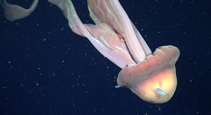 Látott már teherautónyi méretű szellemmedúzát? Íme a róla készült lenyűgoző videófelvétel!