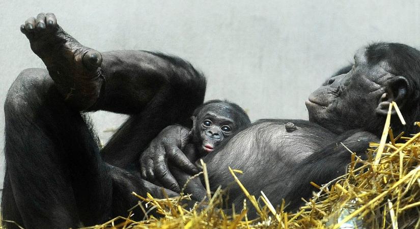 „Teadélutánt” szerveztek a tudósok, és kiderült: a majmokna is lehet képzelőerejük