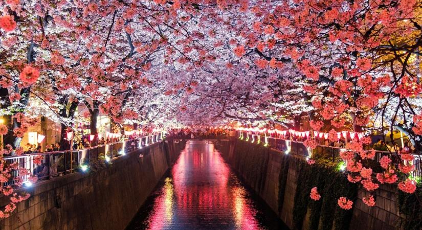 A japán cseresznyevirág-fesztivált a turisták viselkedése miatt törölték: a hatóságok súlyos problémákat emlegetnek