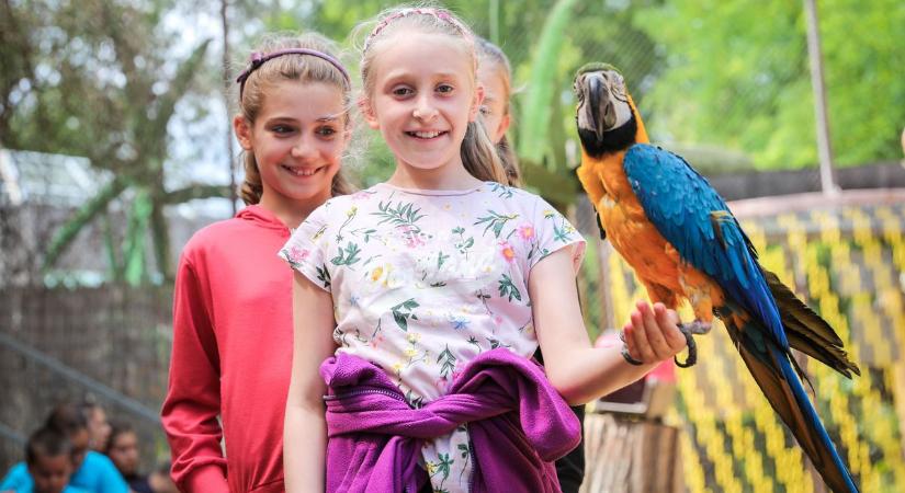 Elkezdődött a jelentkezés a győri állatkert zoo táborába