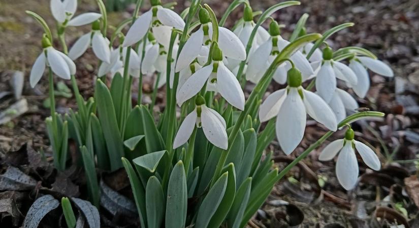 A tavasz már elküldte hírnökeit! Előbújtak a hóvirágok