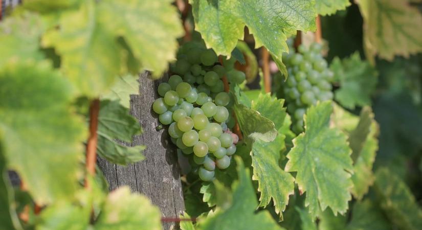 Terjed a fertőzés! Több mint hatezer tő szőlőt kell kivágni Vasban