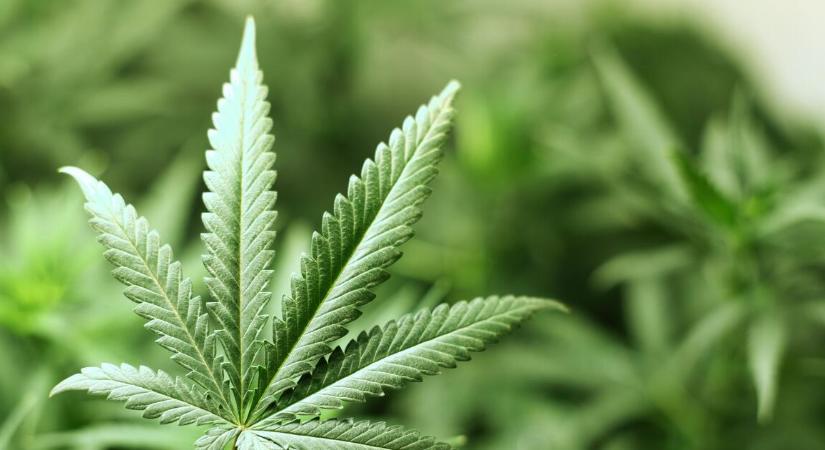 Nem elírás: 27 tonna marihuánát foglaltak le Észak-Macedóniában