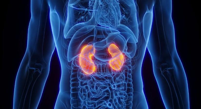 Forradalmi áttörés: az univerzális vese mindent megváltoztathat