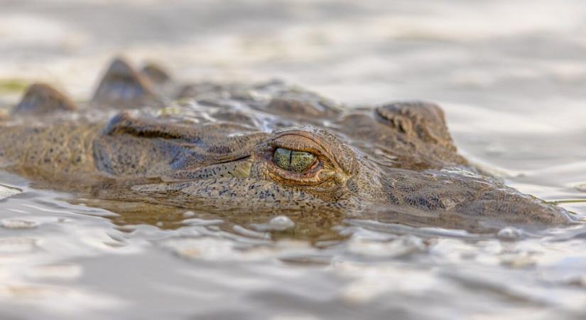 Elefántok elől menekült, krokodil ölte meg