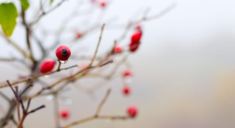 Szombaton élénk északnyugati szél és zápor várható