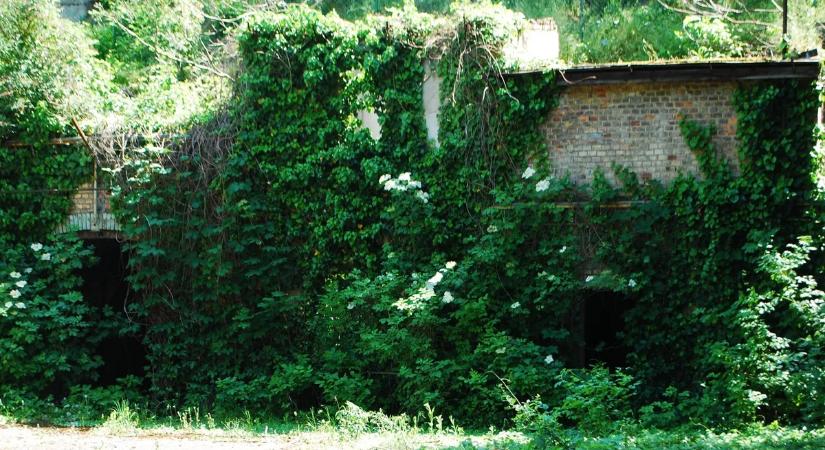 Felfedezték a 100 éves pincét, ami egykor egy jómódú magyar család birtokában volt – Galéria!