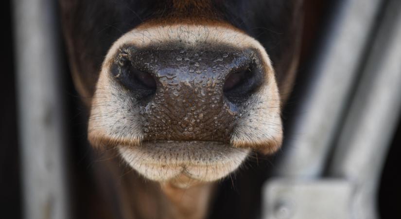 Mintadokumentumokkal segítik a kérődző állományok járványvédelmi terveinek elkészítését