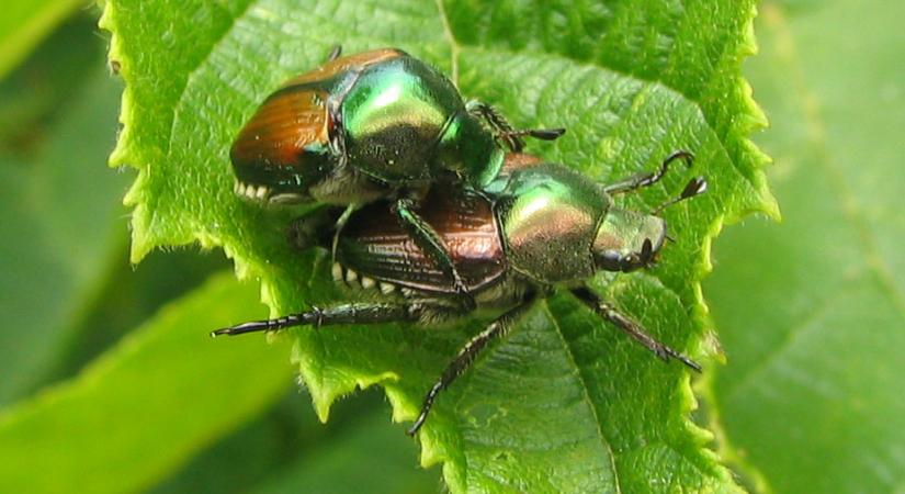 Fokozódik a behurcolás kockázata, már Horvátországban is megjelent a japán cserebogár