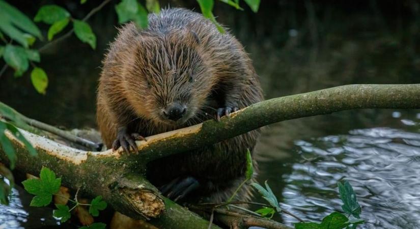 Velünk élő vízivilág - Ma már a visszatelepült fajok itt élnek velünk