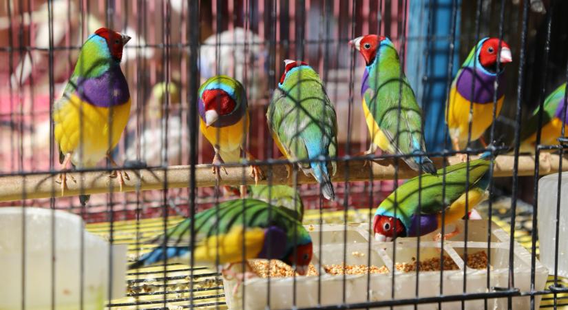 Monori kisállat börze 2026: itt vannak a kisállatvásár dátumai, pontos helyszíne Monor területén belül és minden egyéb tudnivaló